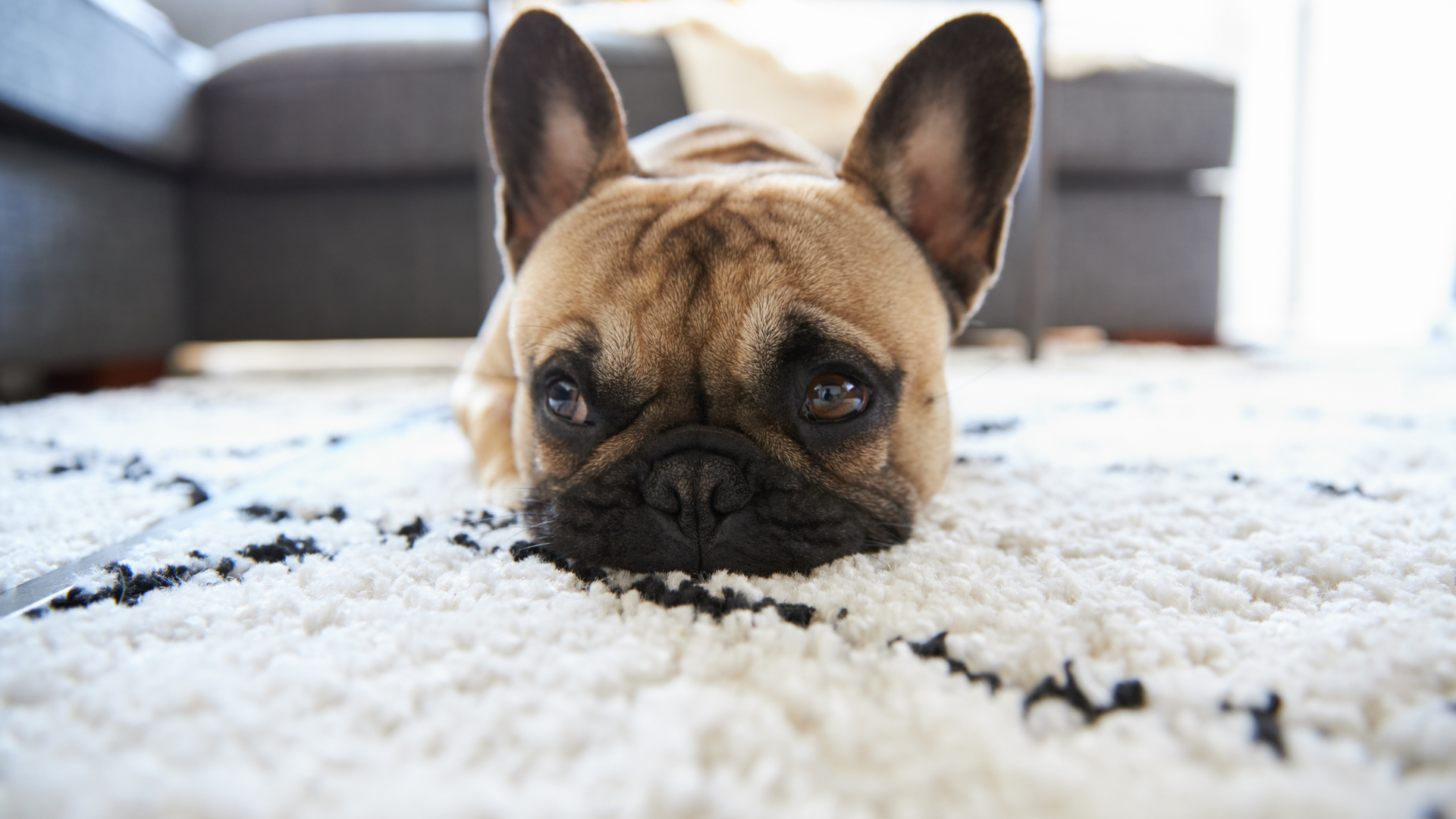 Pet Urine & Odor Removal with Carpet Doctor Carpet, Furniture and Floor Restoration